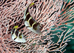 Mimic filefish. Often confused with black-saddled tobies ... by Dave Hunt 
